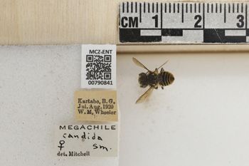 Media type: image;   Entomology 790841 Aspect: Labels